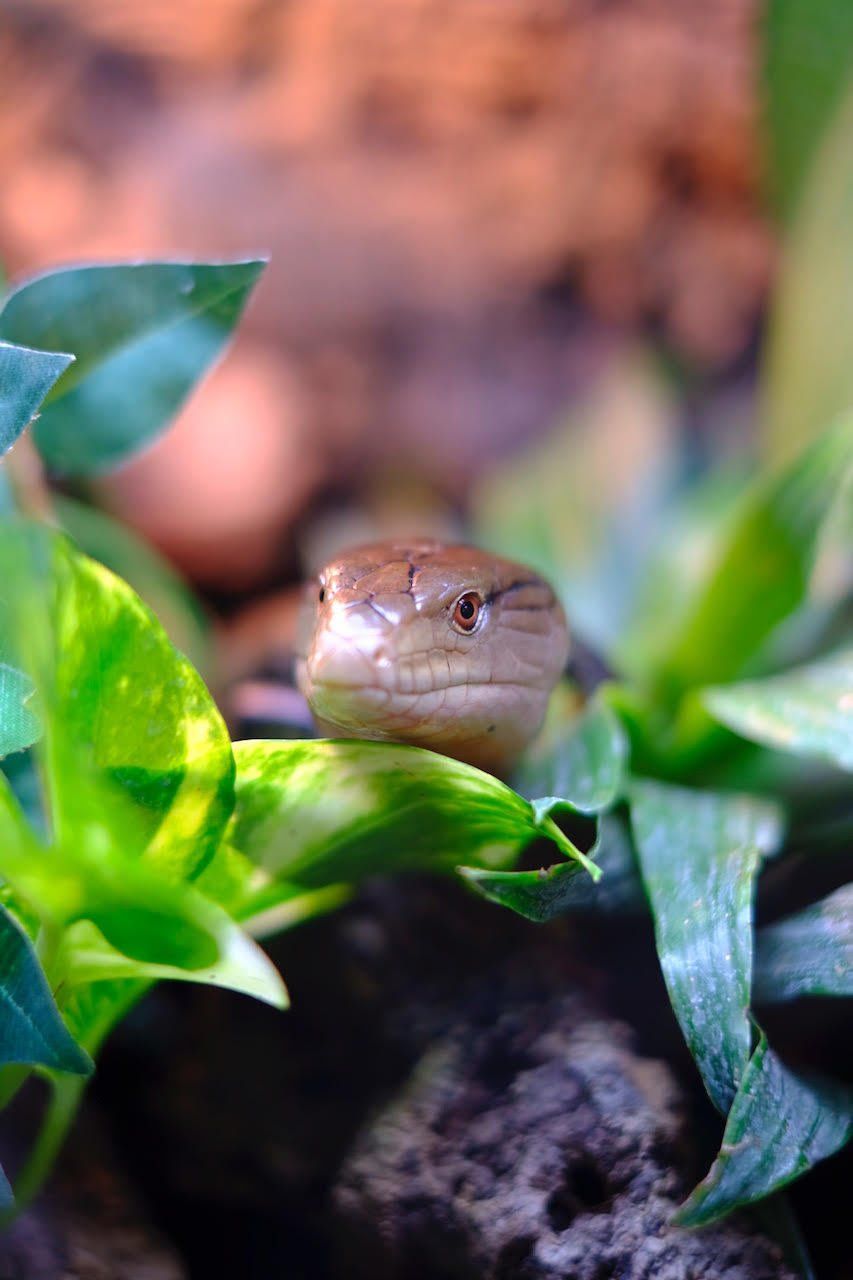 reptiles 9