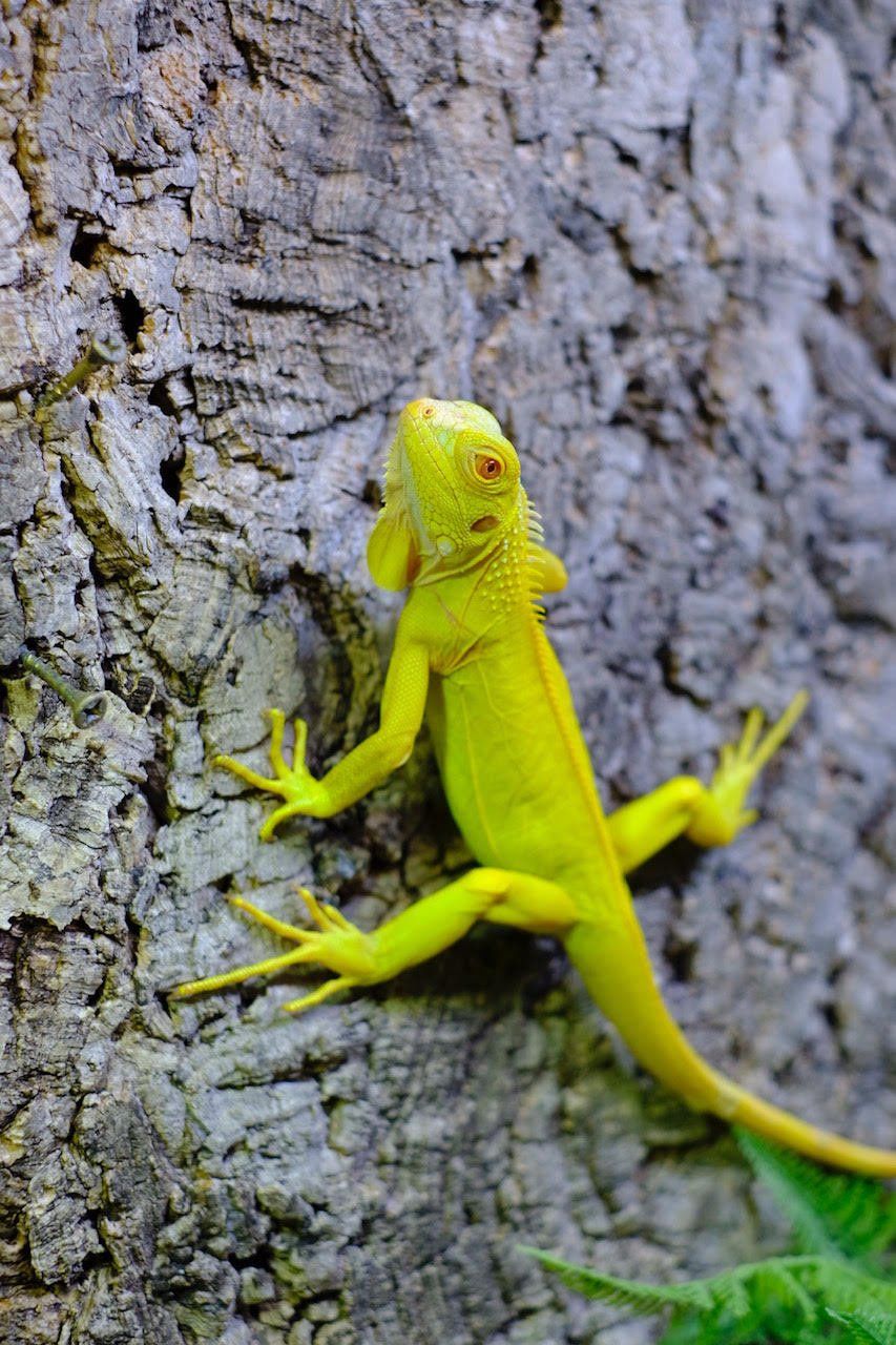 reptiles 11