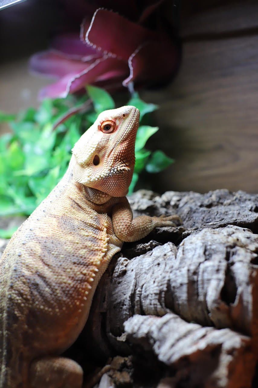 reptiles 10