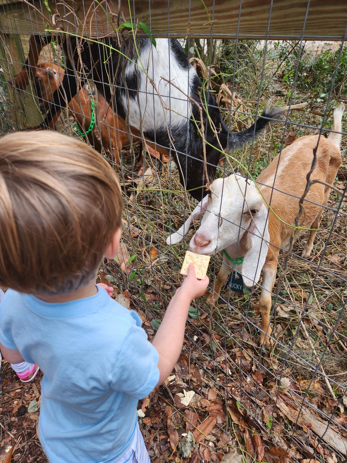 A young boy is feeding a goat a cracker