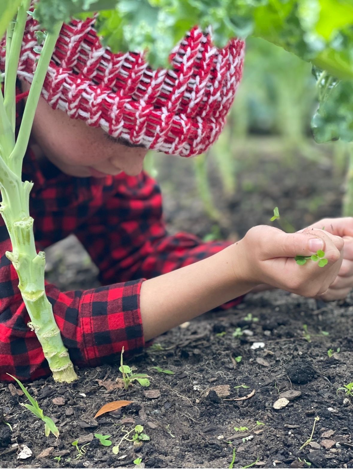 A young boy wearing a red and white hat is looking at a plant in the dirt.