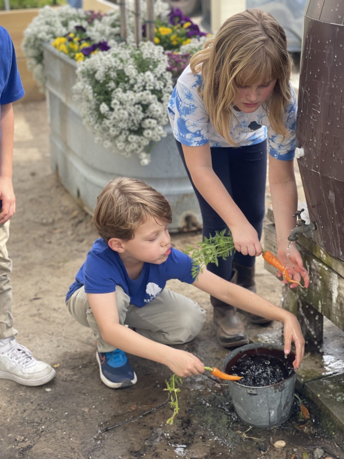 A boy and a girl are planting carrots in a pot.