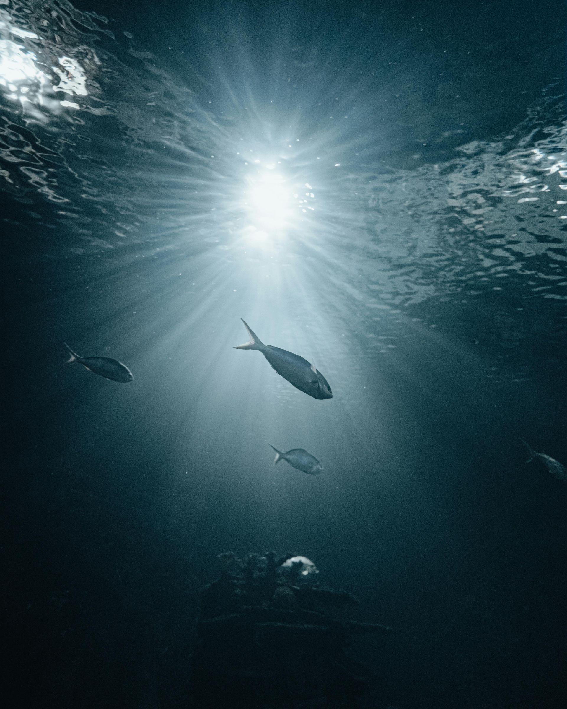 Deep sea fishing Panama City Beach – fish swimming in blue ocean depths with sunlight