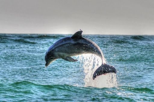 Dolphin jumping out of the water during the best dolphin cruise in Panama City Beach, Florida.