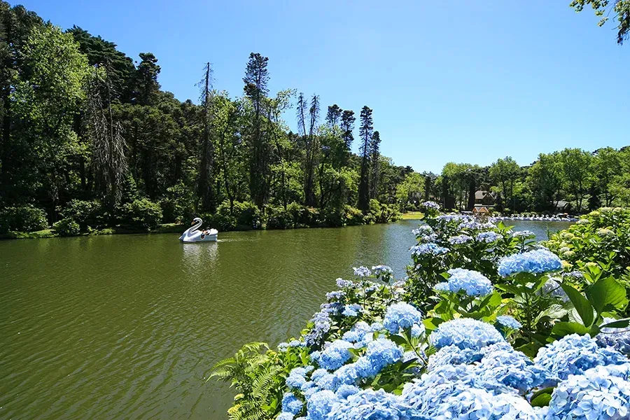 Hortênsias azuis florescem ao lado de um lago verde sob um céu claro, com um pedalinho em forma de cisne flutuando ao longe.