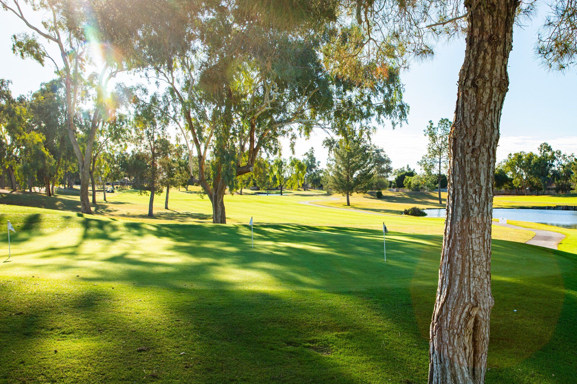 The sun is shining through the trees on a golf course