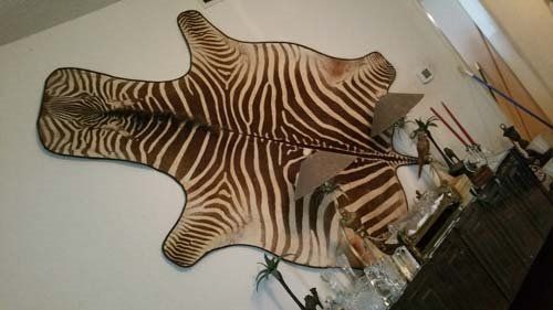Zebra hide rug mounted on a white wall, showcasing black and white stripes.