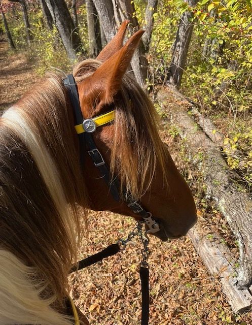 A brown horse wearing a yellow bridle is standing in the woods.