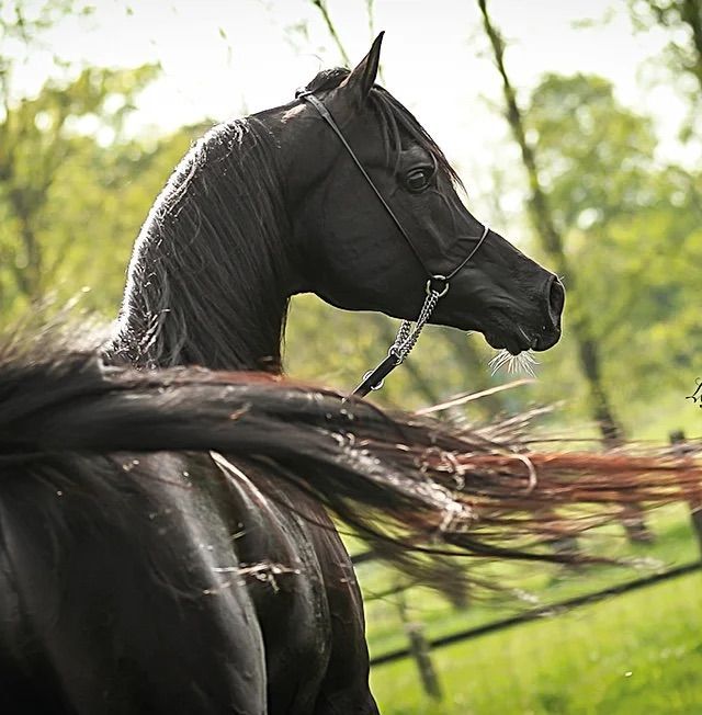 A black horse is standing in a field with trees in the background