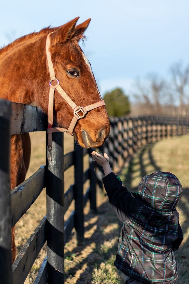 A little boy is petting a horse behind a fence.