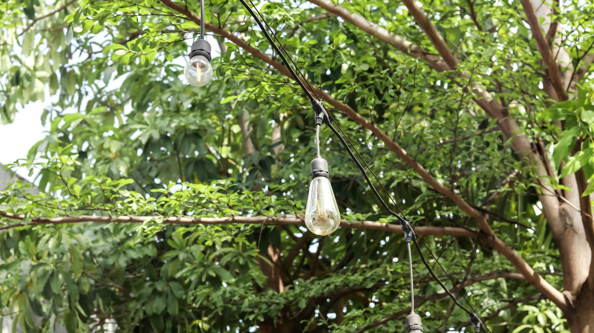 Hanging light bulbs among dense green tree branches and leaves outdoors