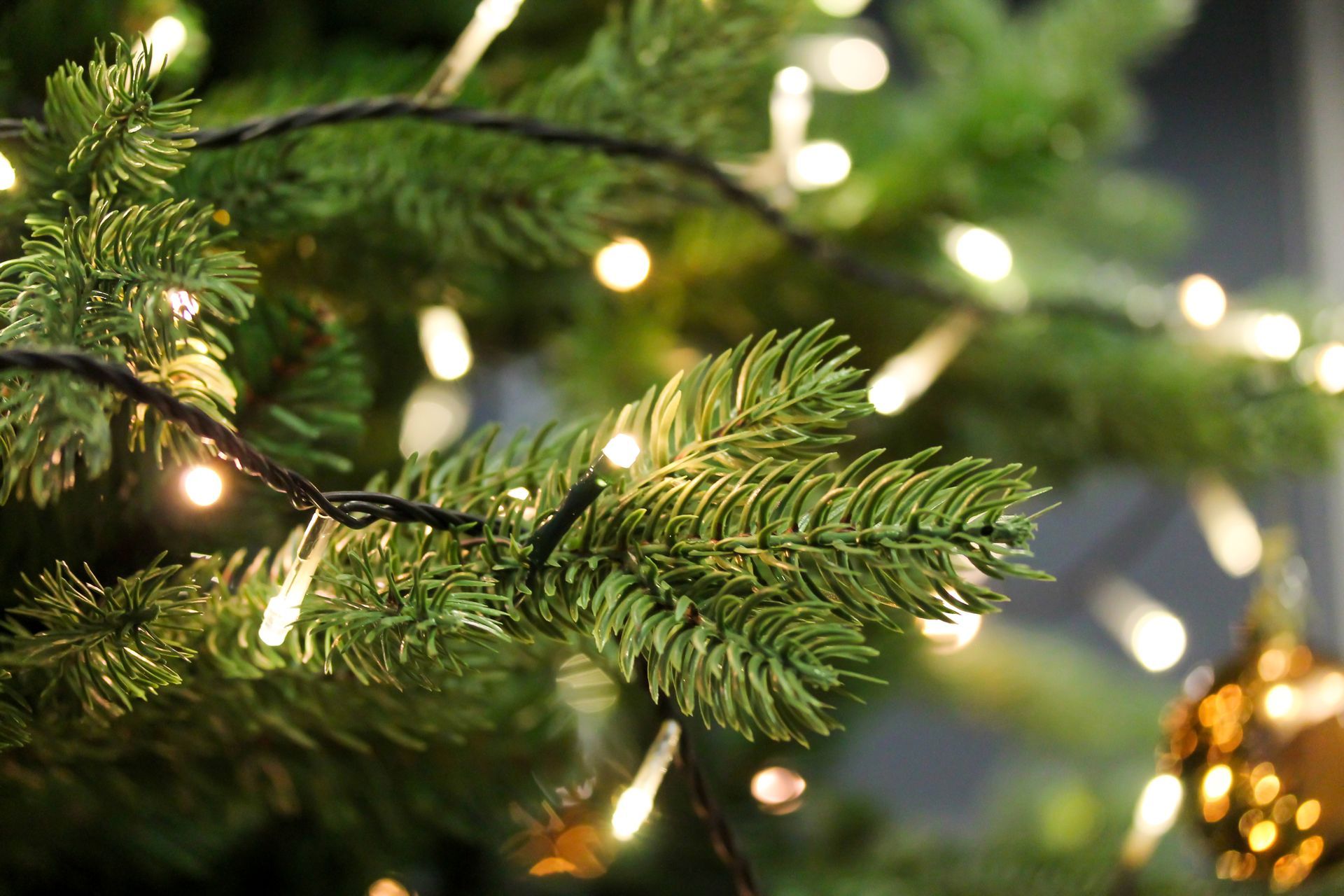 Christmas tree branch with warm white lights and a gold ornament.