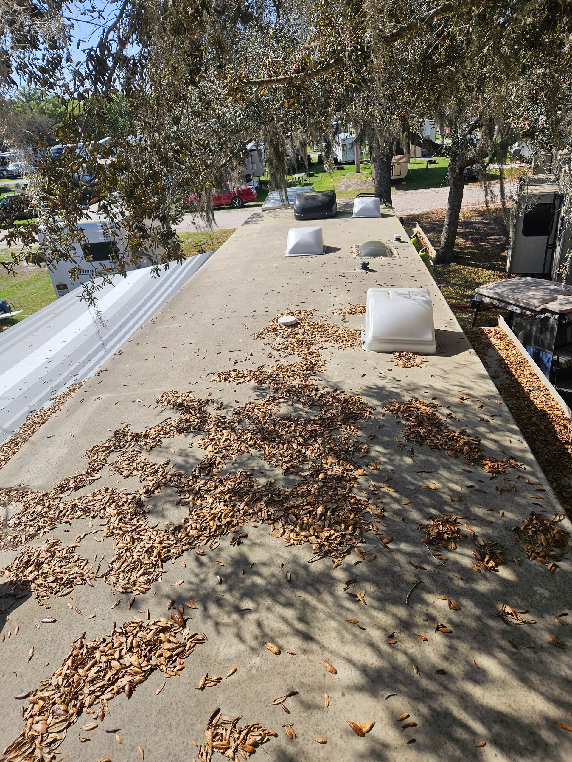 Concrete walkway covered with dry leaves, lined with white blocks, under trees in a park-like area