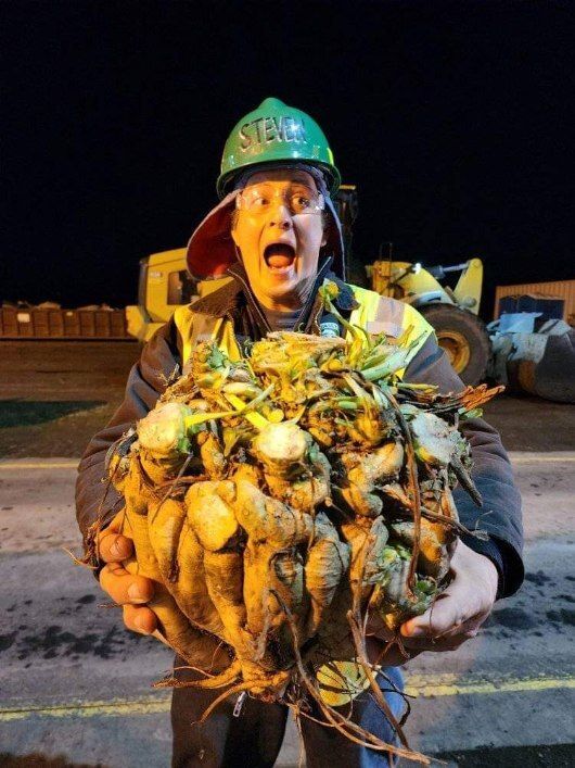 A man in a hard hat is holding a large pile of carrots