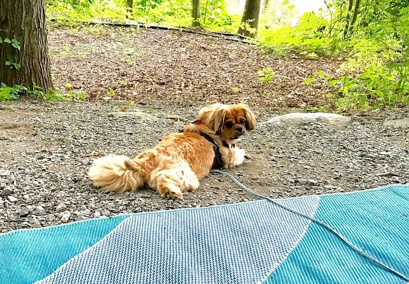 A small dog is laying on a blanket in the woods.