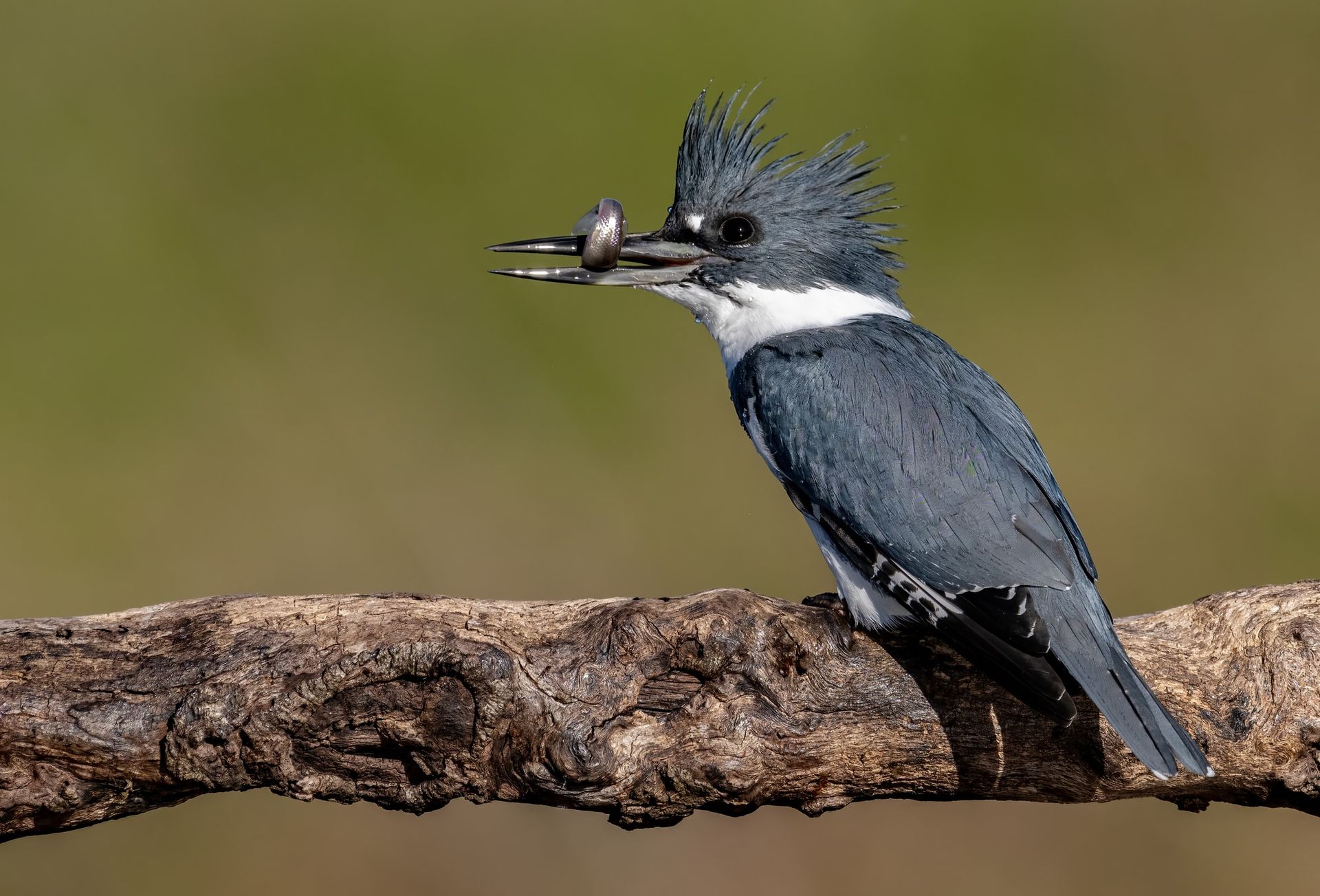 A bird is perched on a branch with a fish in its beak.