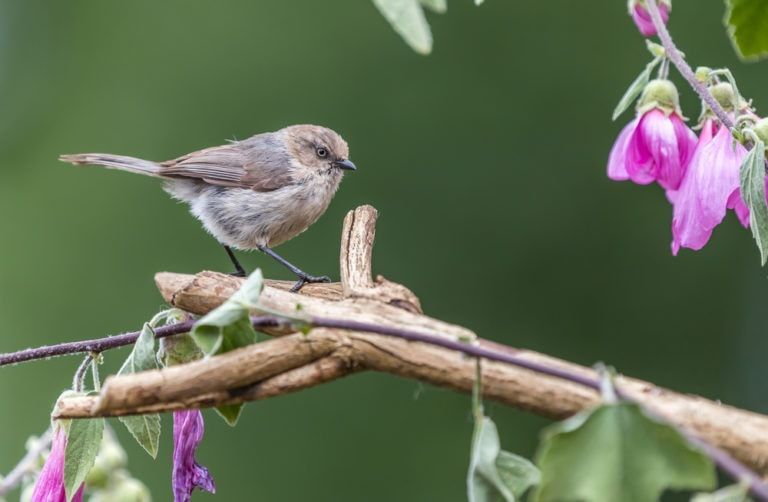 A small bird perched on a branch next to purple flowers.