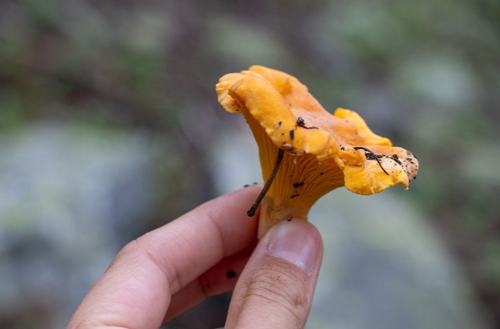 A person is holding a small mushroom in their hand.