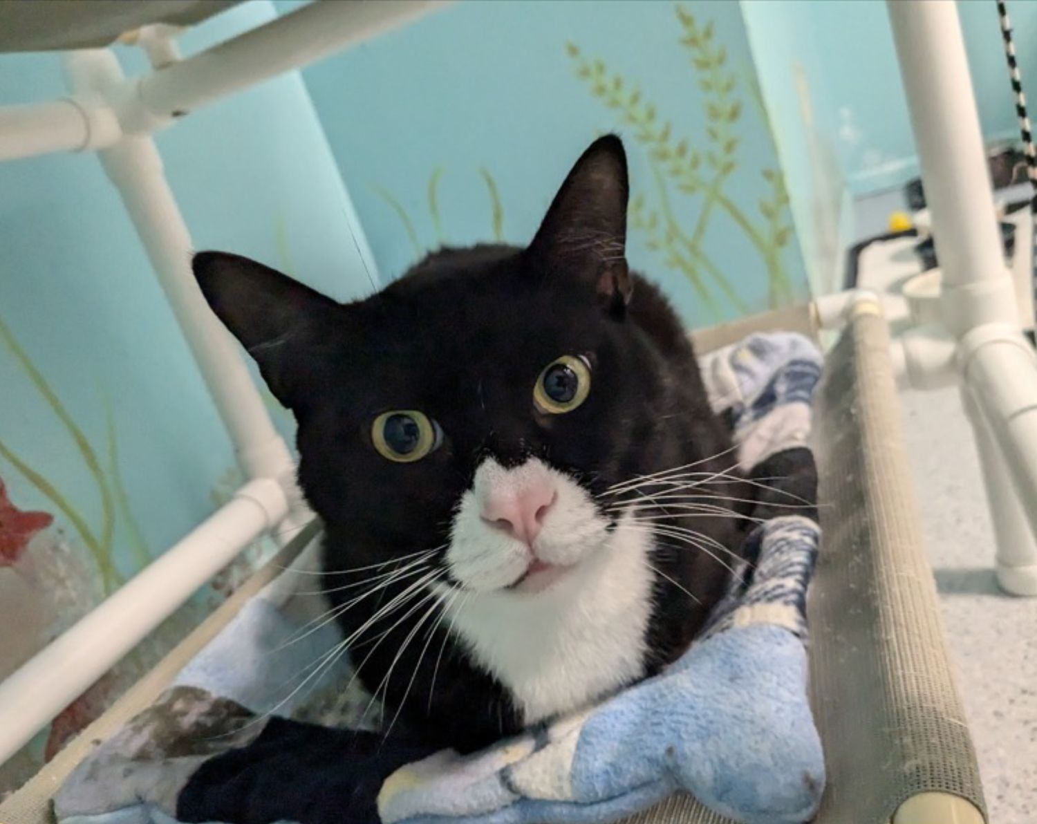 A black and white cat is laying in a hammock