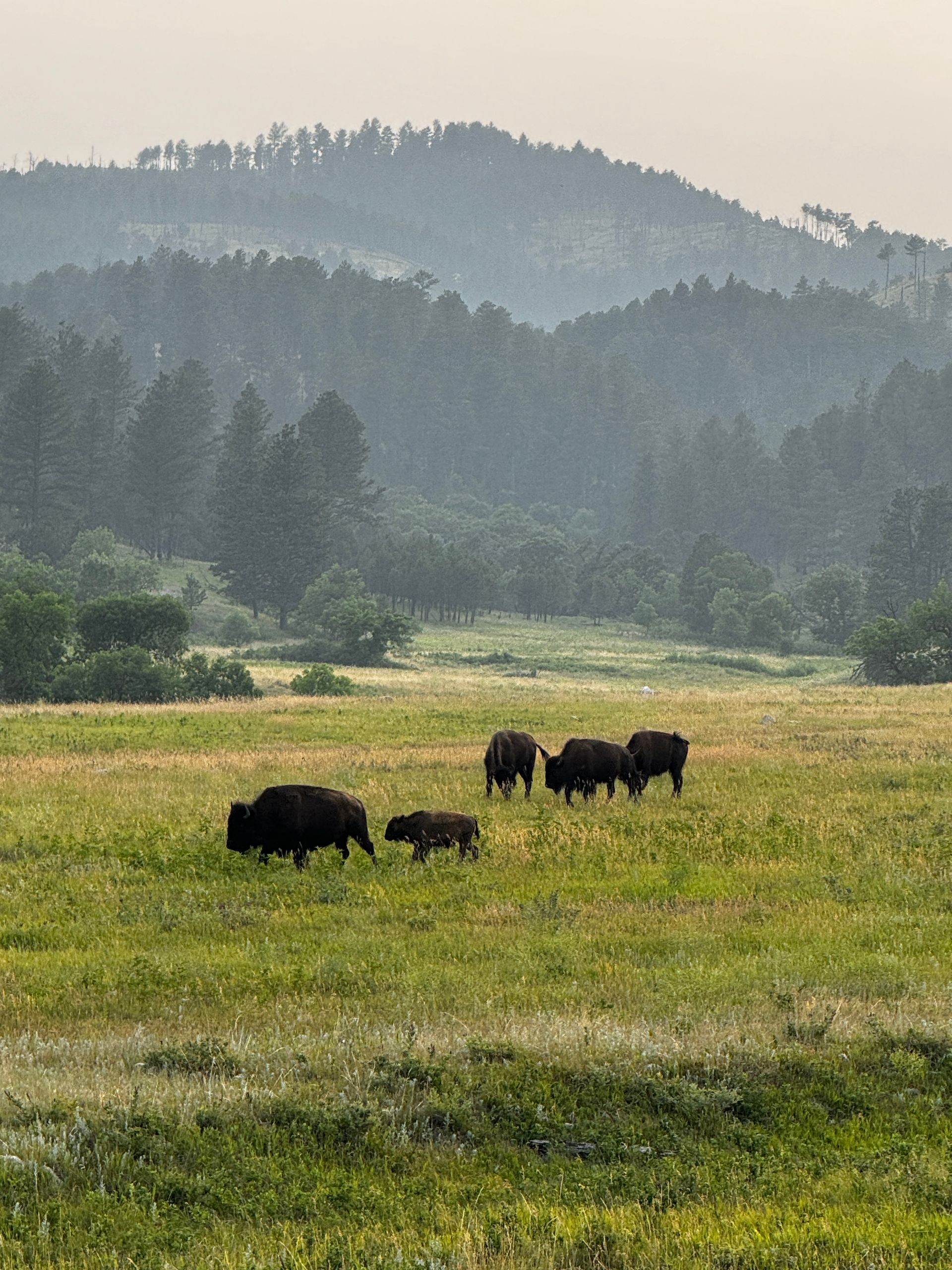 A herd of bison grazing in a grassy meadow with mountains in the background.