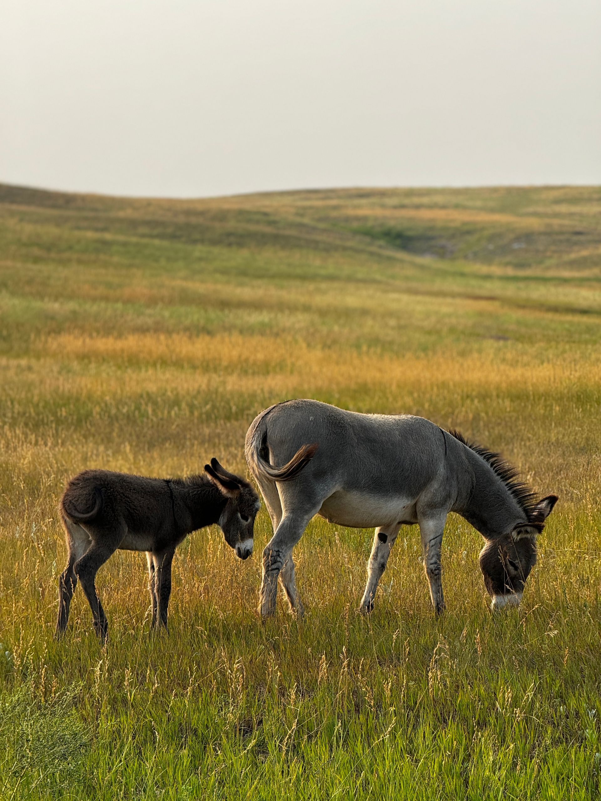 Donkey and foal grazing in a grassy field, with rolling hills in the background.