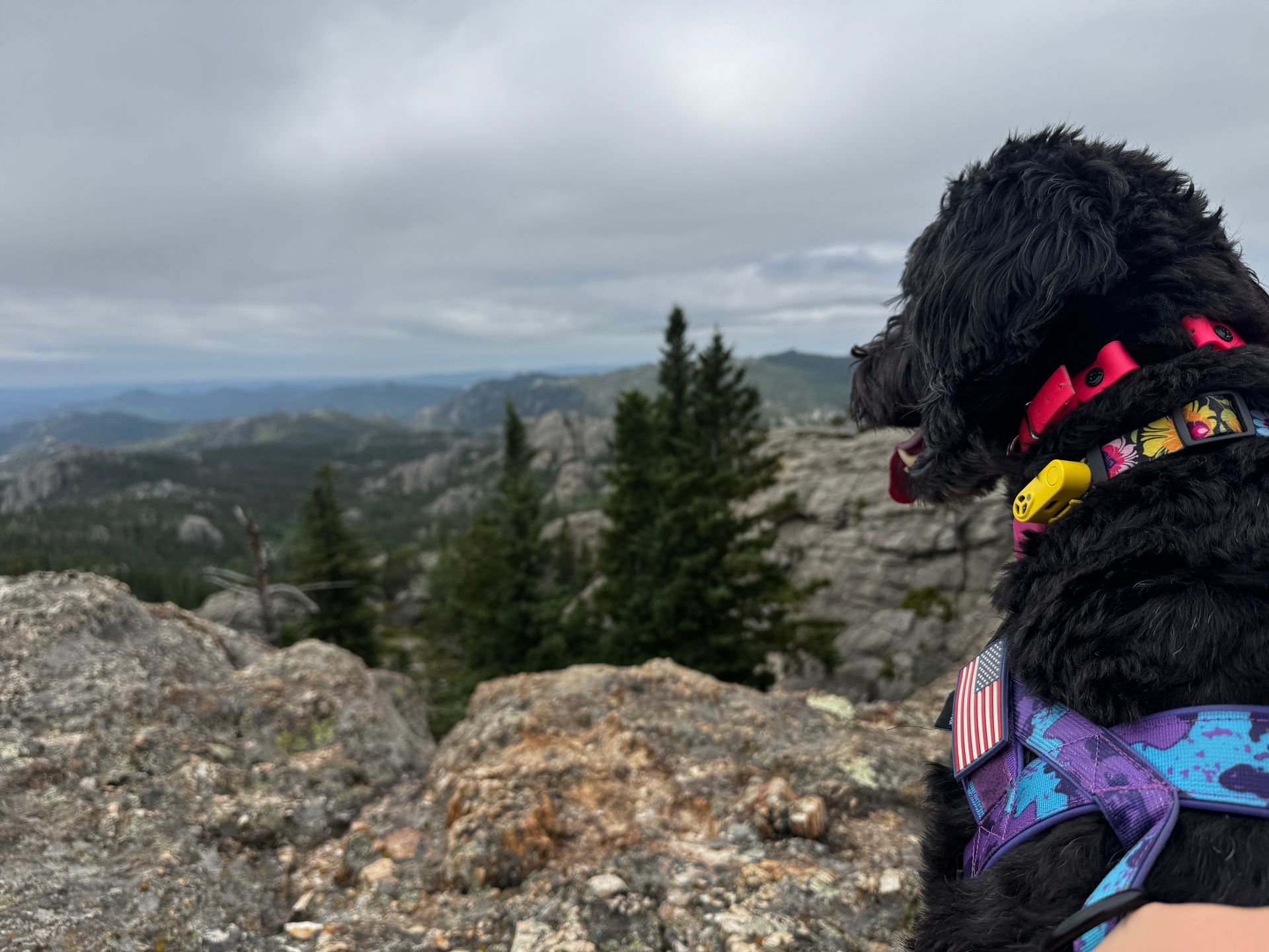 Black dog with colorful harness overlooking a mountain range under an overcast sky.
