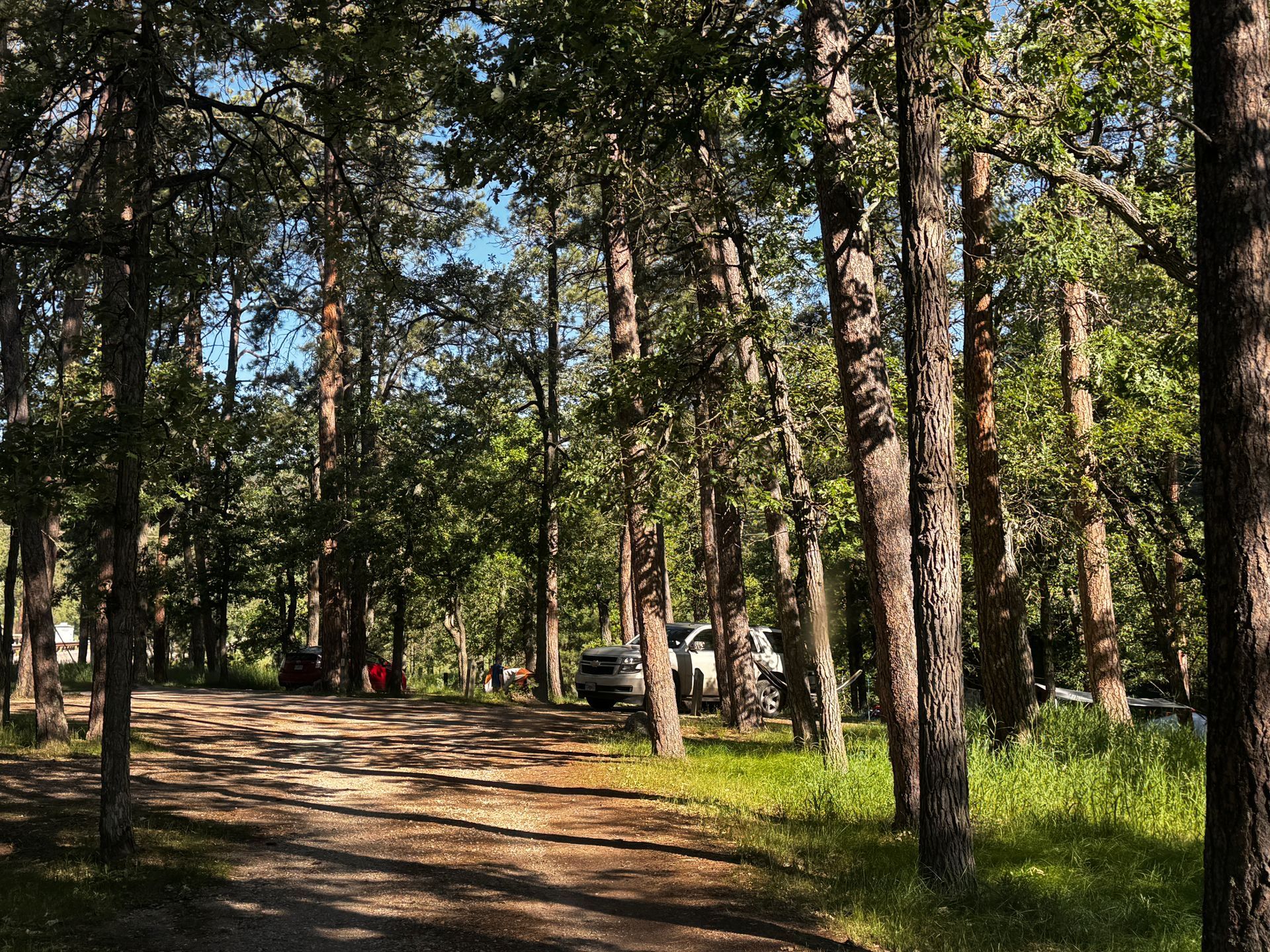 Dirt road through a sunny forest with trees and parked vehicles visible.