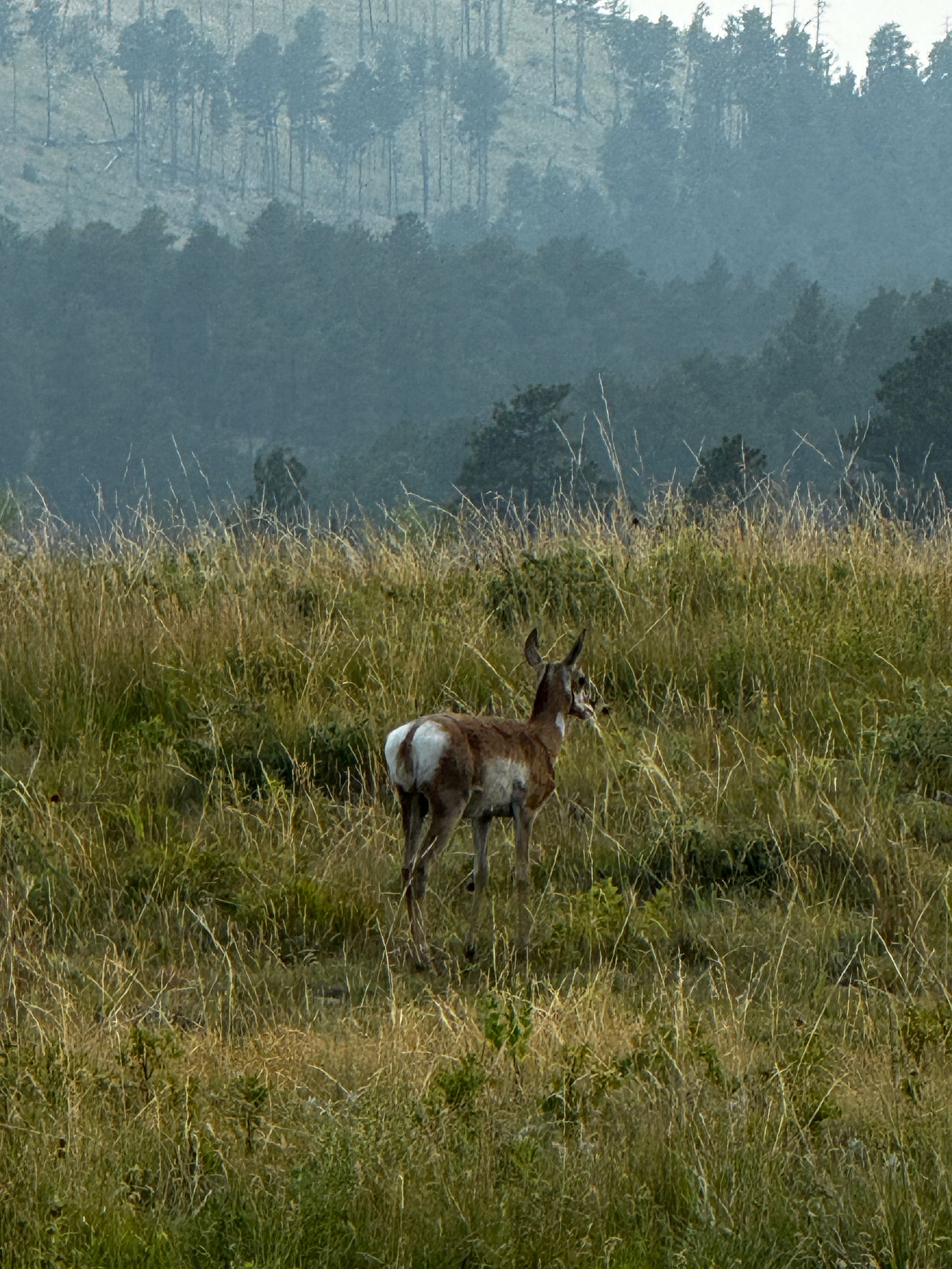 Antelope in a grassy field with a forest in the background.