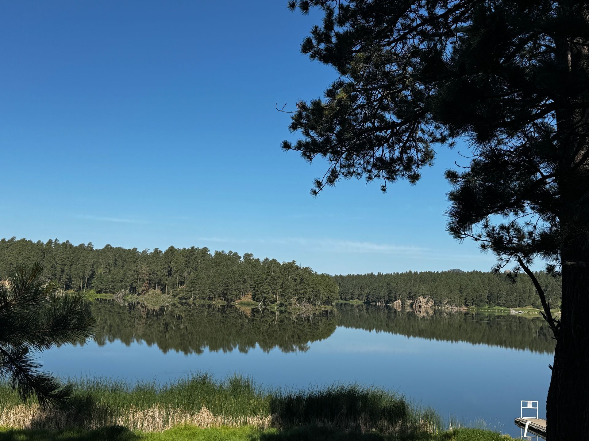 Lake surrounded by trees under a bright blue sky; a silhouetted tree in the right foreground.