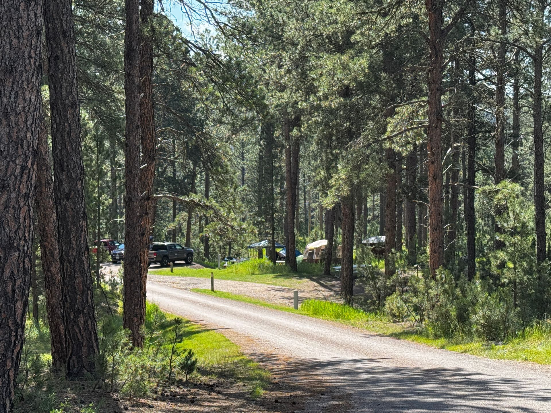 Dirt road through a pine forest with parked vehicles and campsites visible.