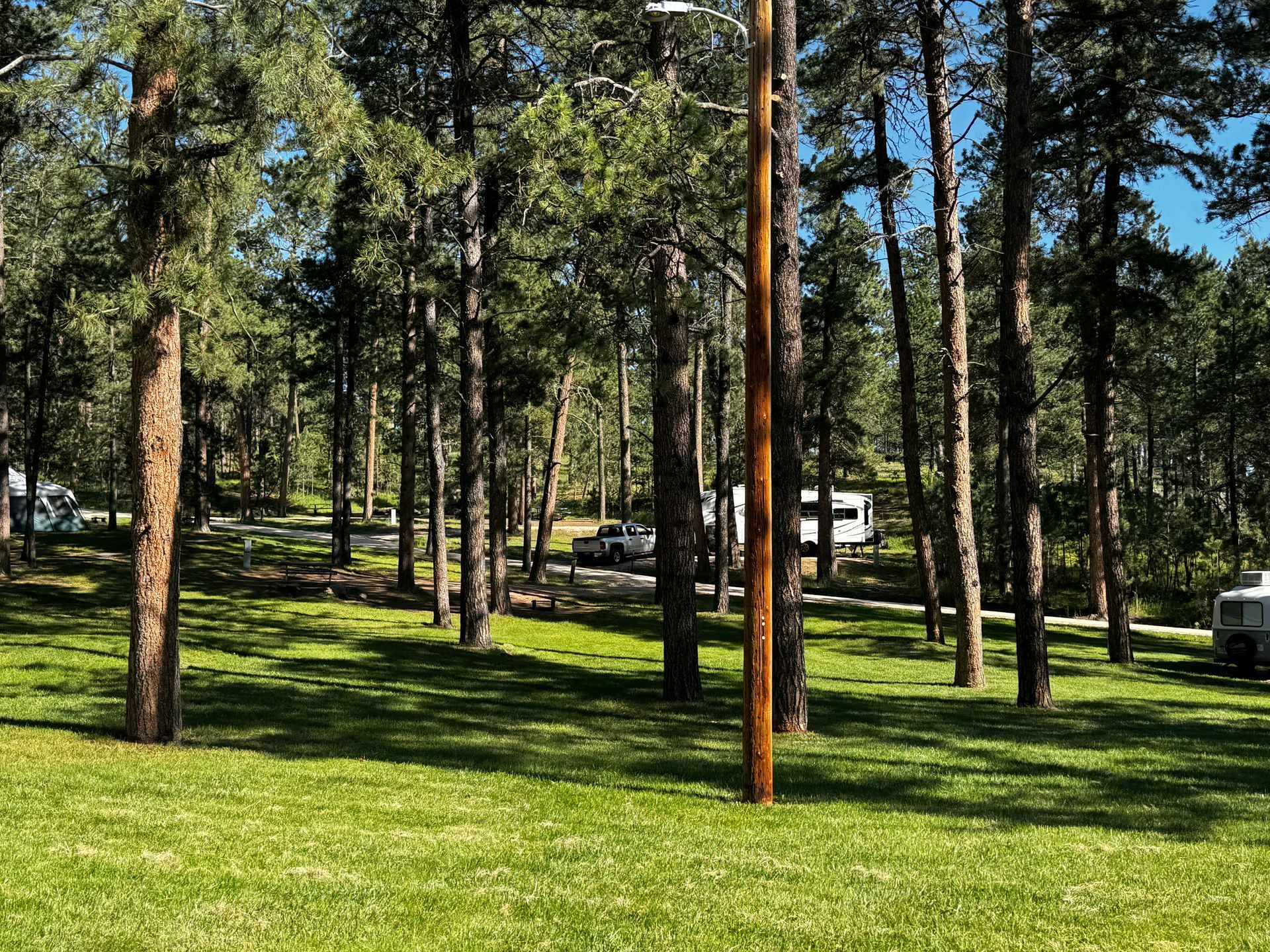 Camping area in a forest, trees, grass, RVs, and a utility pole on a sunny day.