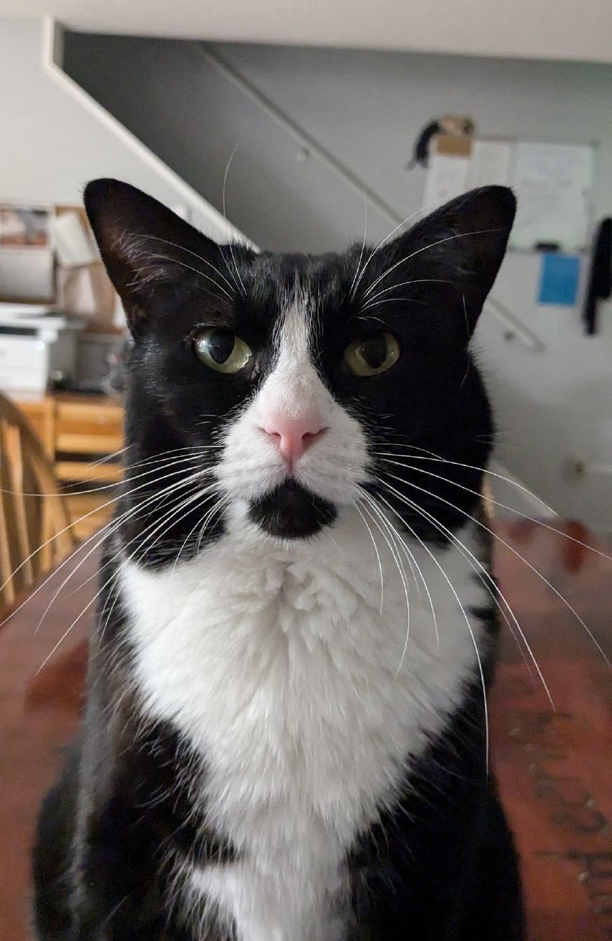 A black and white cat is sitting on a table and looking at the camera.
