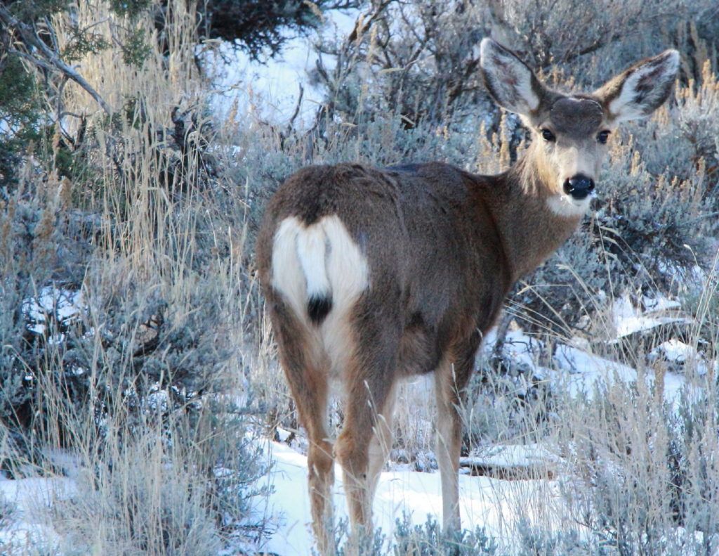 A deer with a white tail is standing in the snow.