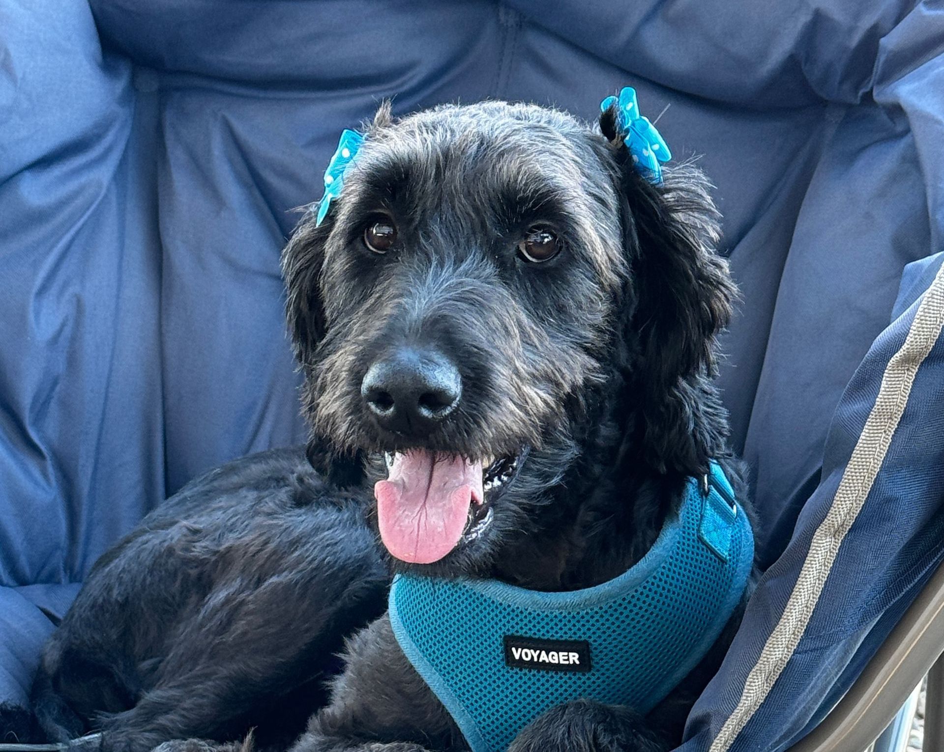 A black dog wearing a blue harness is laying in a chair