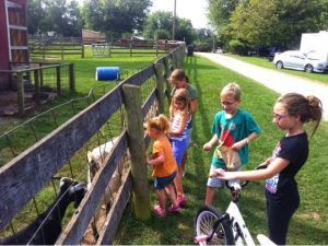 Children feeding goats at a farm. Fence separates them, sunny day.