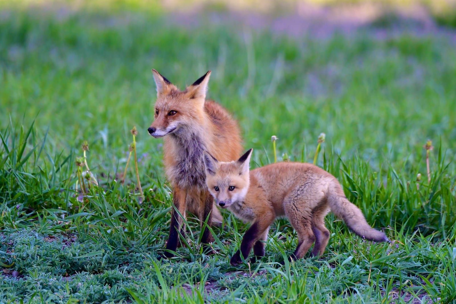 Two red foxes are walking through a grassy field.