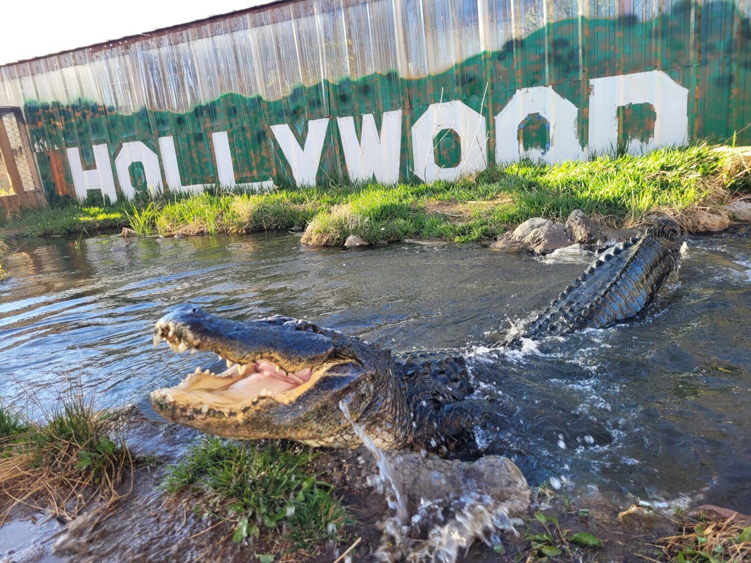 A crocodile is swimming in a river in front of a sign that says hollywood