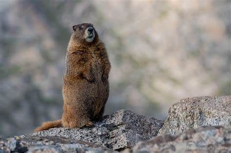 A ground squirrel is standing on top of a rock.