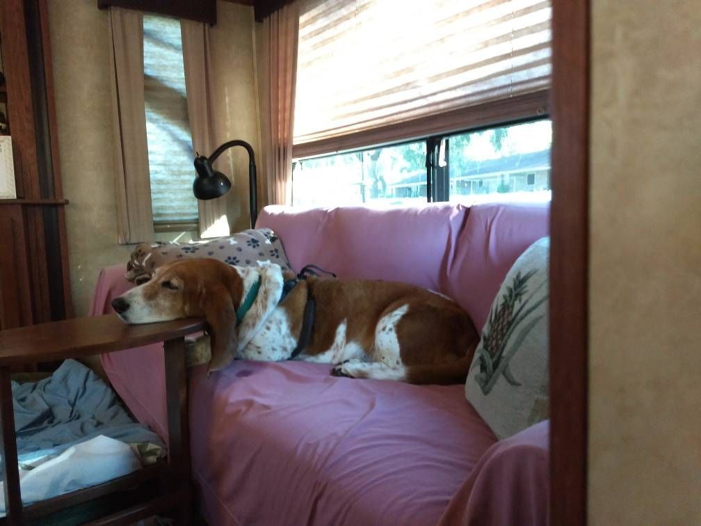 A brown and white dog is laying on a pink couch