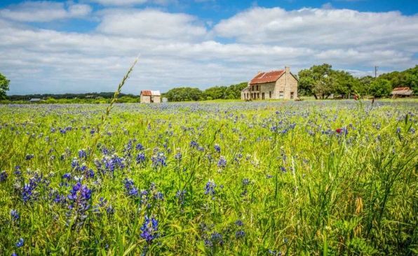 A field of bluebonnet flowers in front of an old farmhouse under a partly cloudy sky.