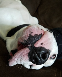 A black and white dog laying on its back with its mouth open