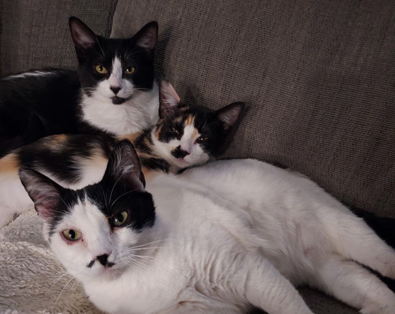 Three black and white cats are laying on a couch