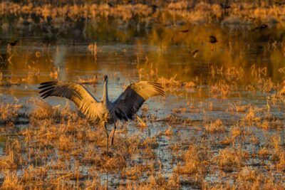 A crane is flying over a swamp with its wings outstretched.