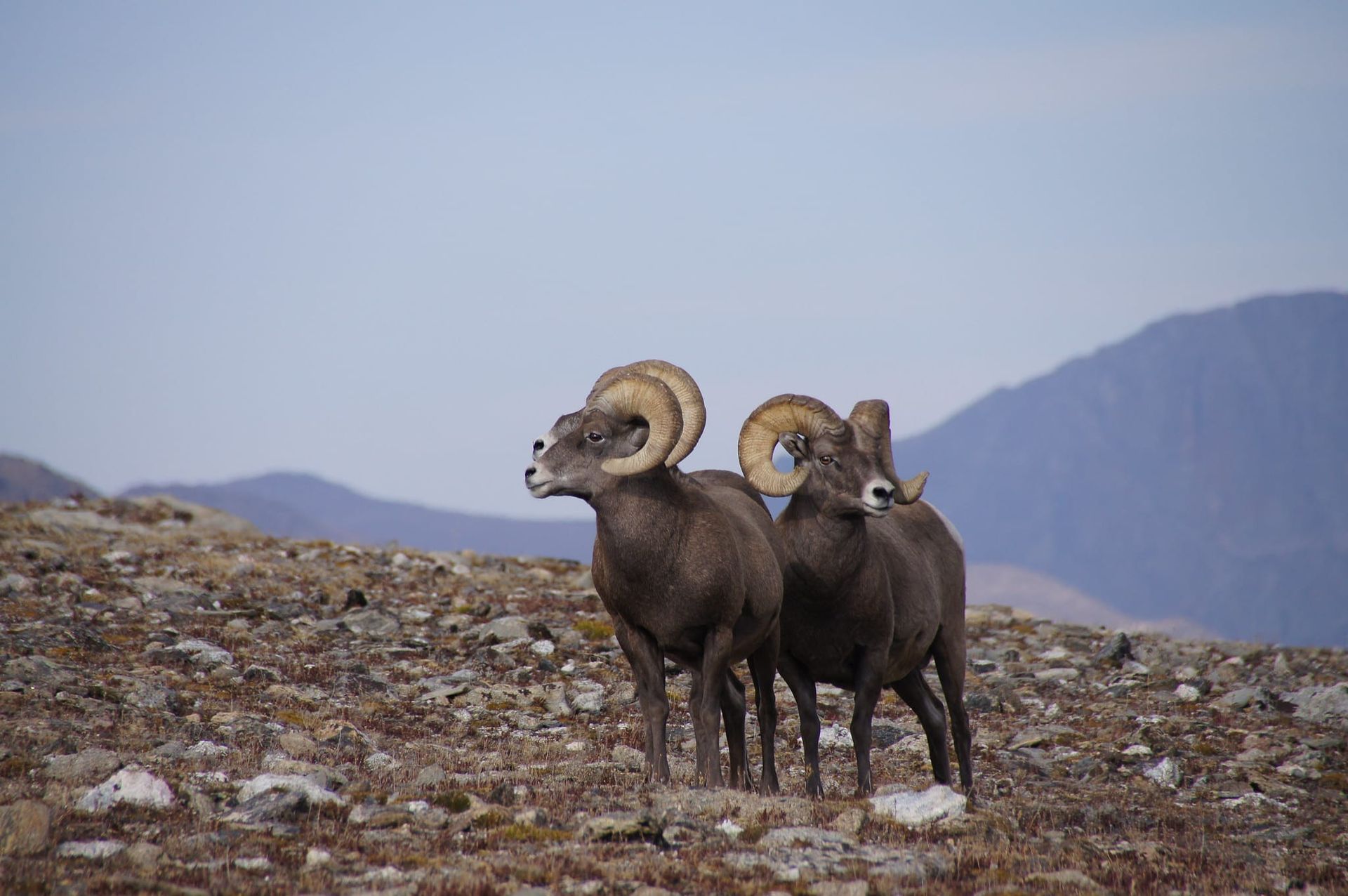 Two bighorn sheep are standing on top of a rocky hill.