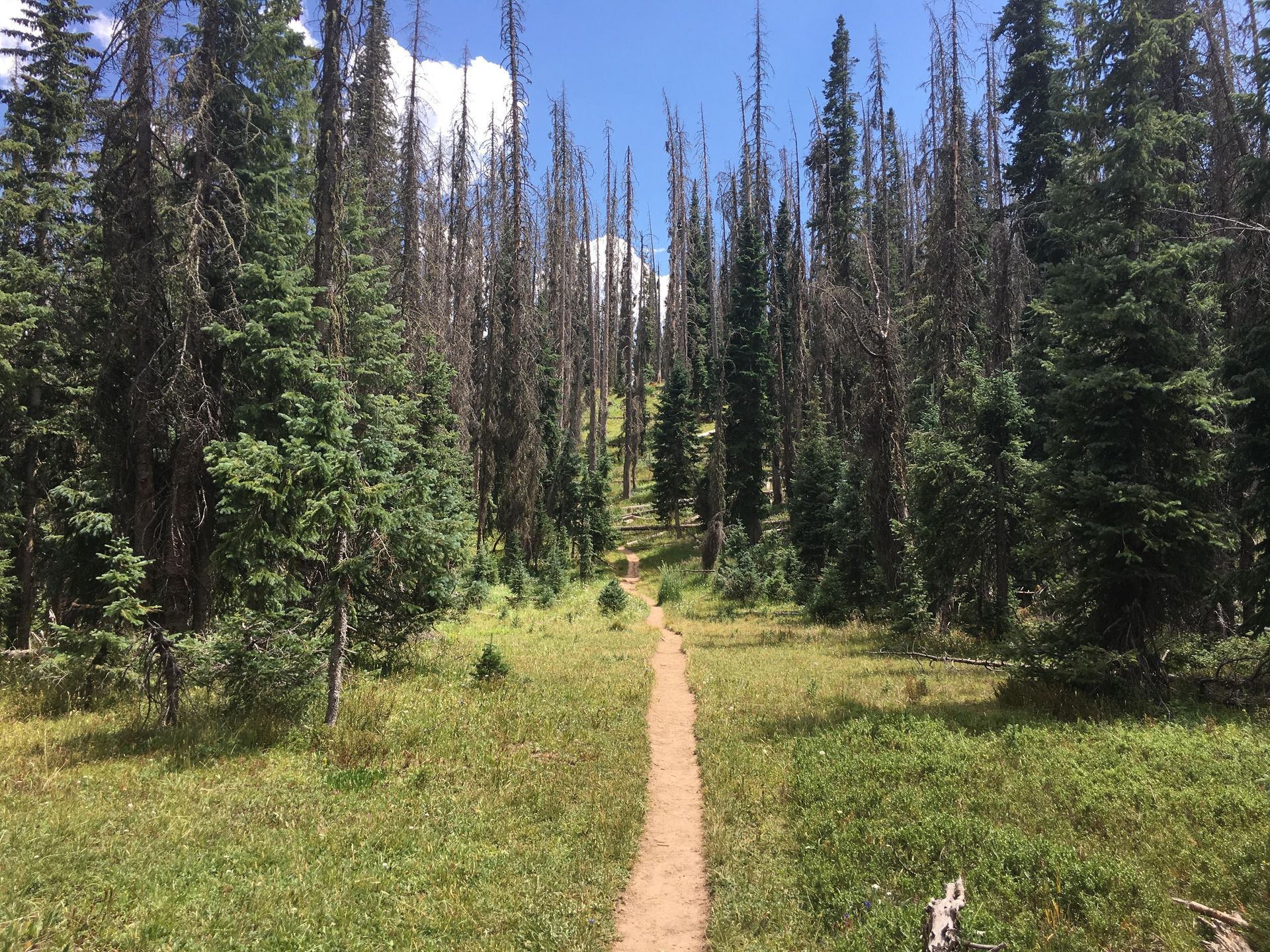 A dirt path in the middle of a forest.