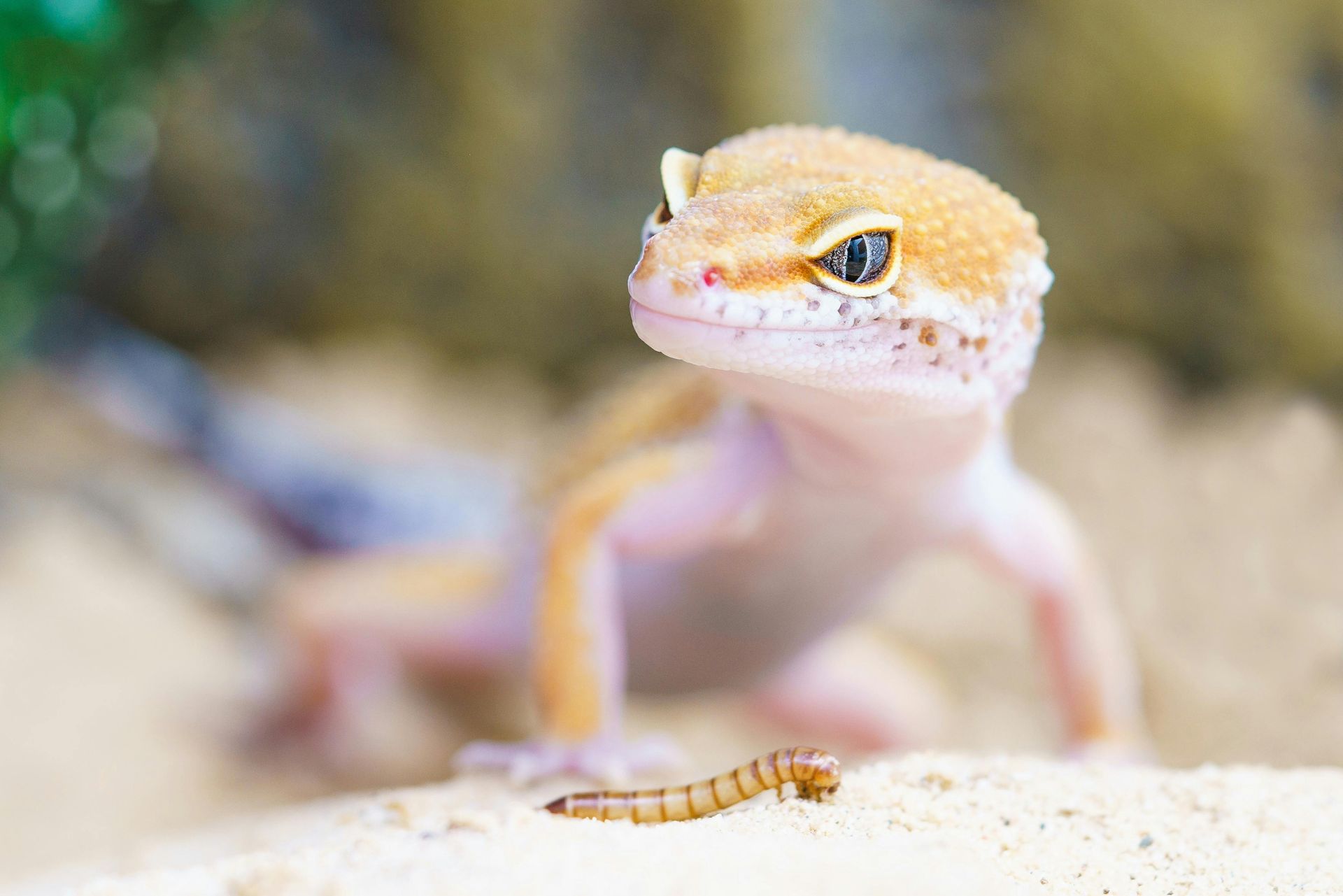 Leopard gecko with orange and yellow markings, looking at a mealworm on sand.