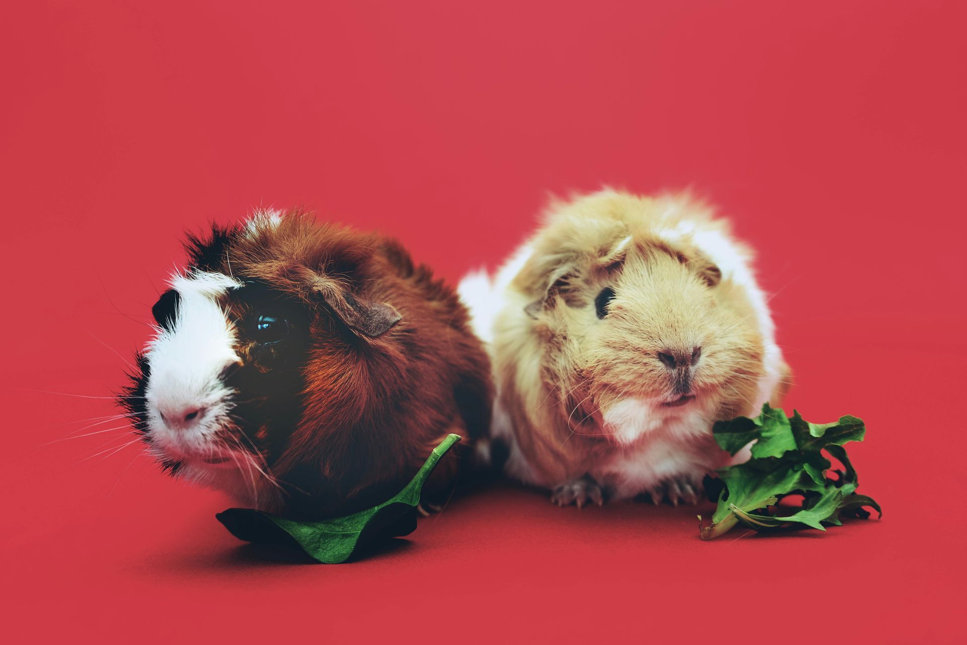 Two guinea pigs, one brown and one beige, on red background, some green leafy greens are between them.