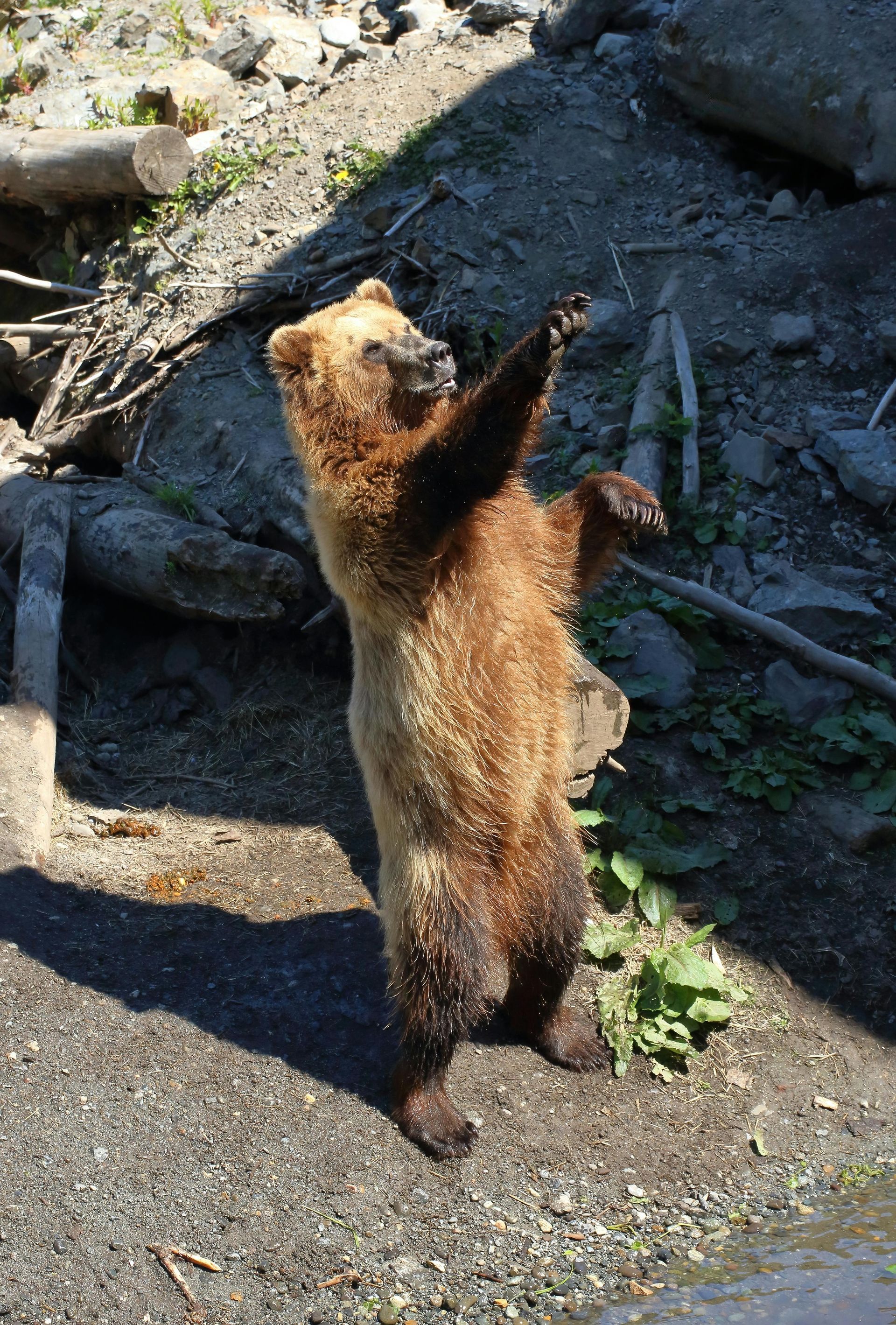 Brown bear standing on hind legs, waving its paw near a rocky shoreline.