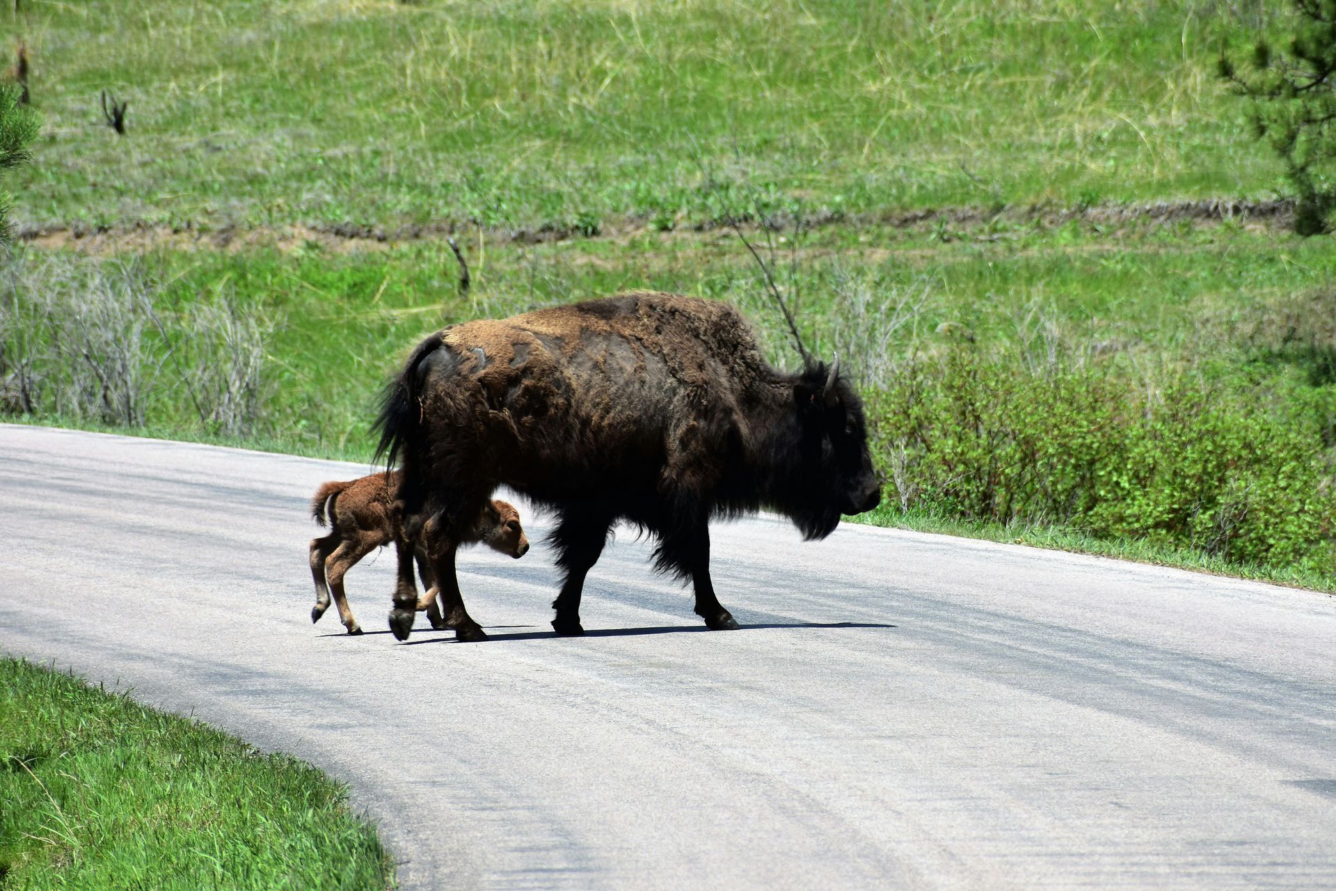 Bison cow and calf crossing a paved road in a grassy, rural setting.