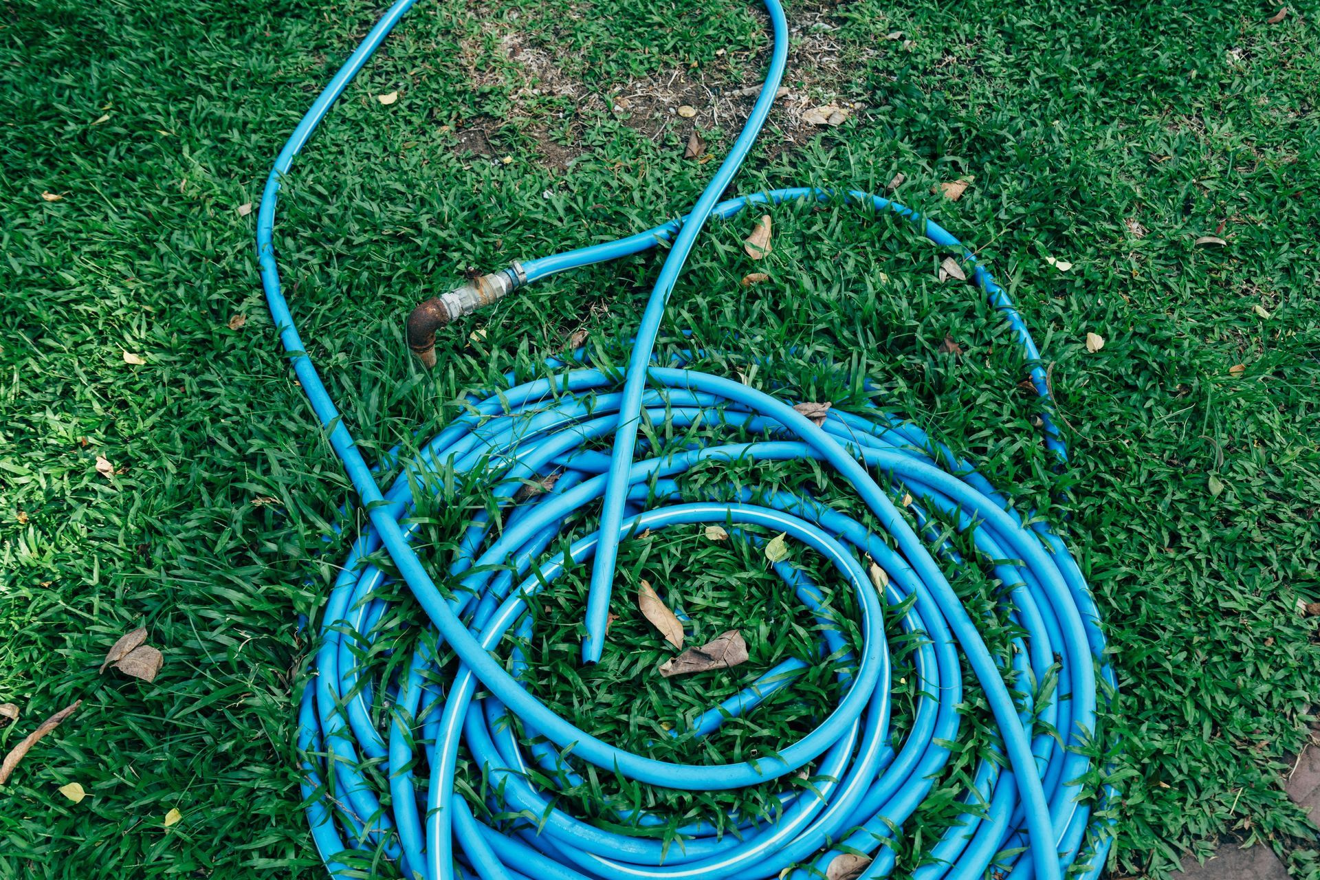Blue garden hose coiled on green grass.